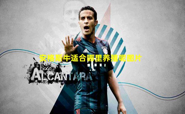 安格斯牛适合哪里养殖呢图片